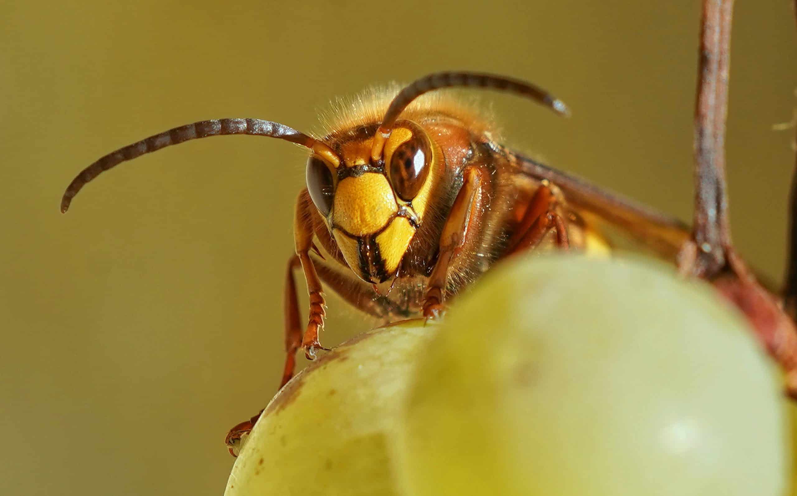 Frelon européen en gros plan — destruction de nids VG Nuisibles