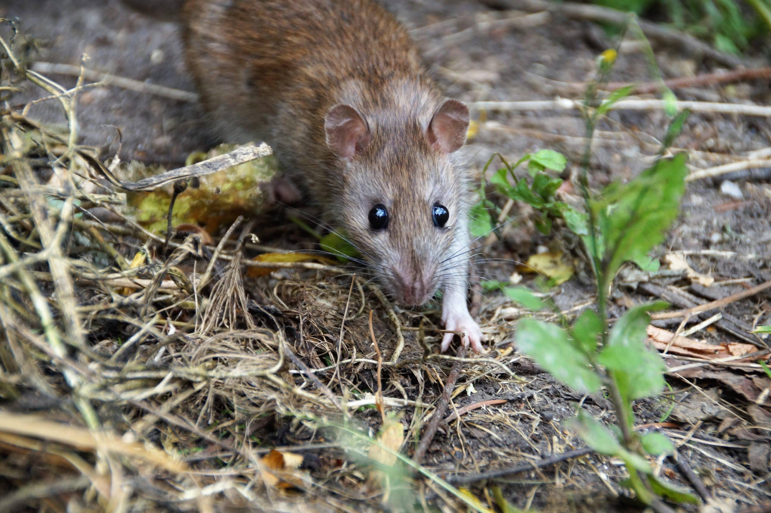 Rat brun sur sol herbeux — service de dératisation VG Nuisibles