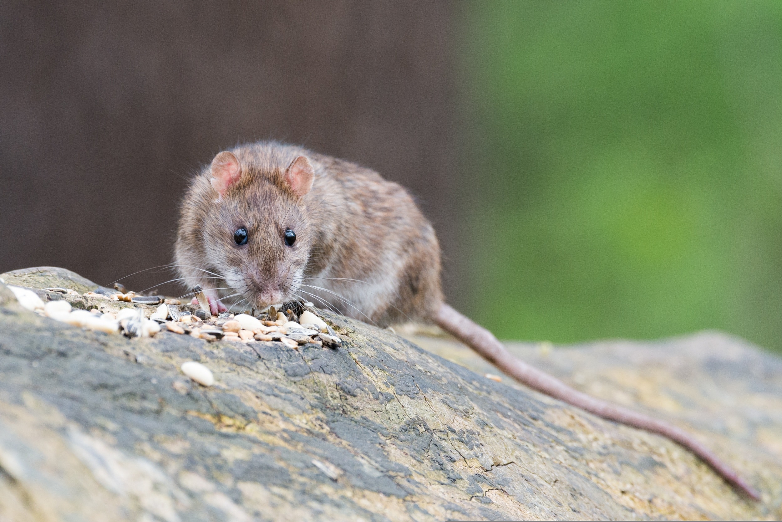 Rat brun observé sur le terrain — intervention de dératisation VG Nuisibles dans l'Artois