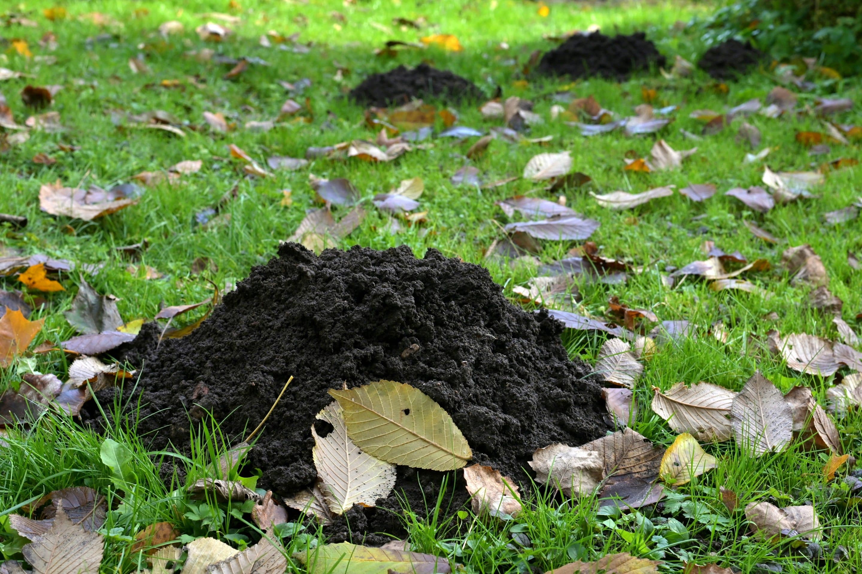 Monticules de terre dans un jardin — taupinières à réguler par VG Nuisibles dans l'Artois