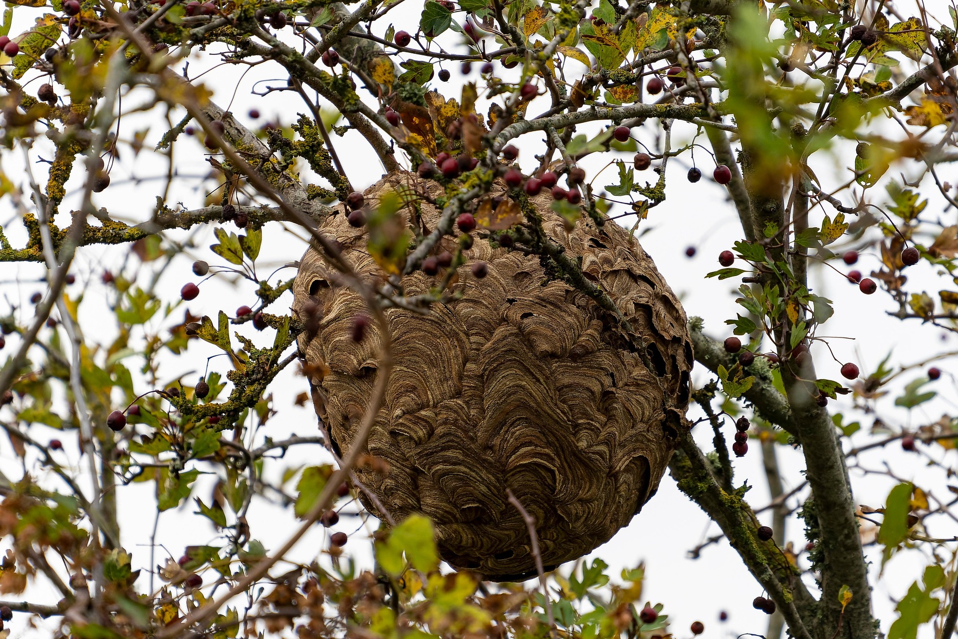 Nid de frelons dans un arbre — intervention VG Nuisibles dans l'Artois